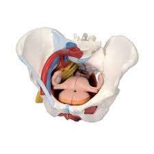 Więzadło pachwinowe anatomia